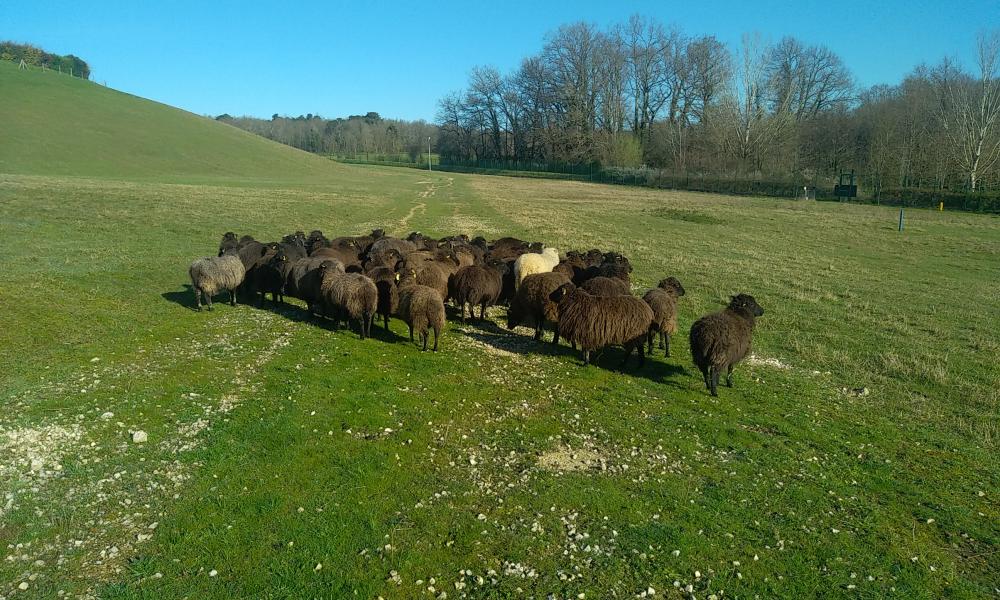 ecopaturage gironde