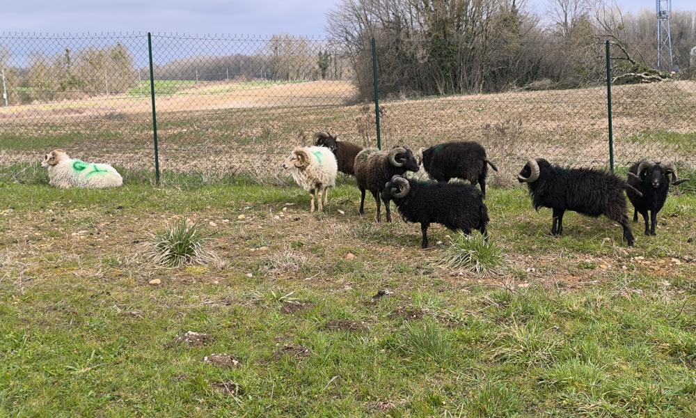 ecopaturage bourgogne
