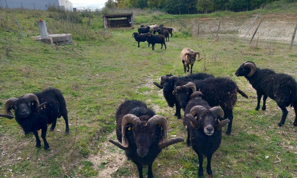 Centre-Val de Loire ecopâturage