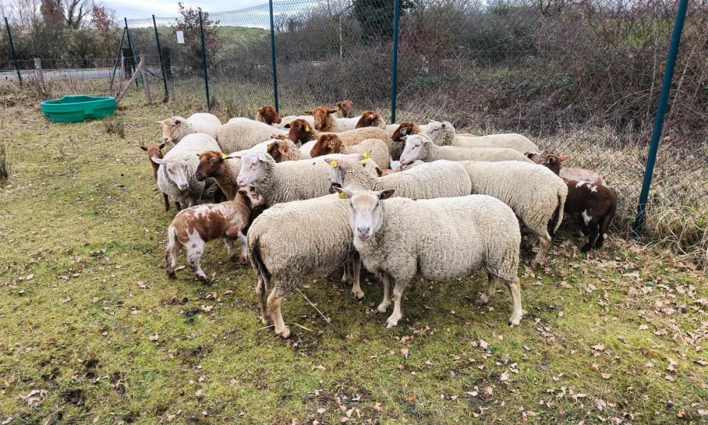 ecopaturage dans l'Allier