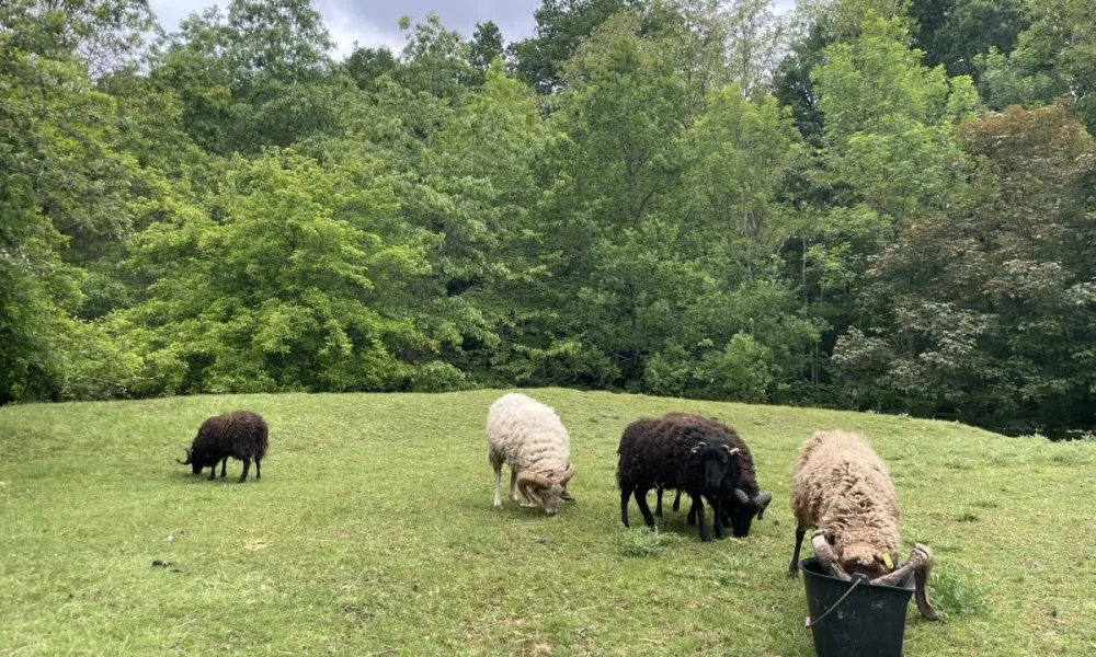 moutons ouessant IDF Veolia Ecomouton
