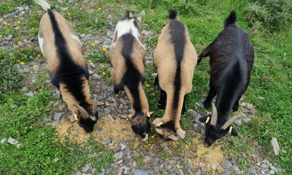 ecopaturage pays de la loire