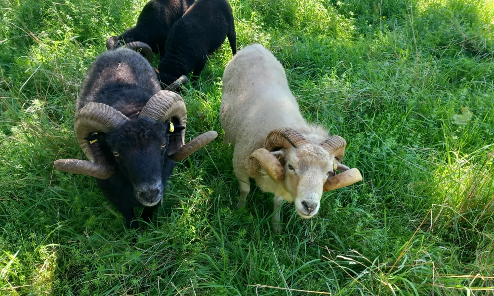 moutons ouessant