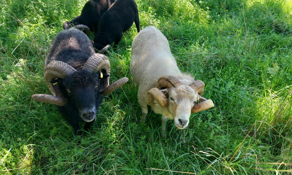 moutons ouessant