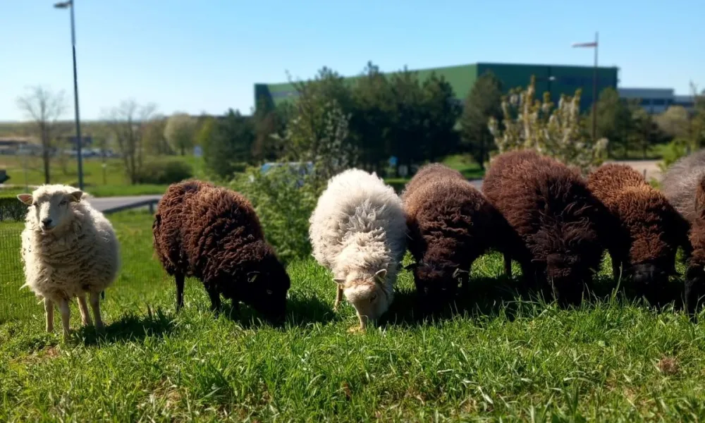 moutons ecopaturage