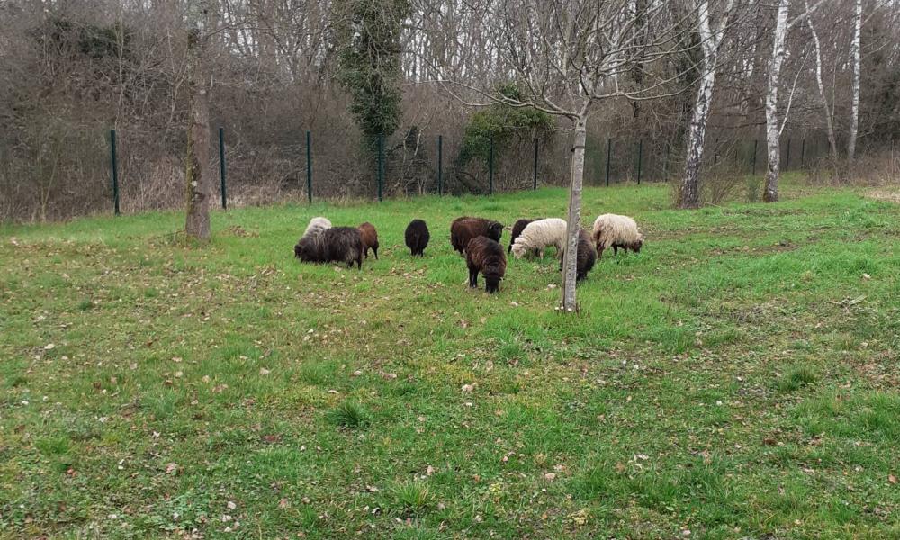 mouton ecopaturage