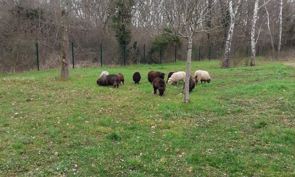 mouton ecopaturage