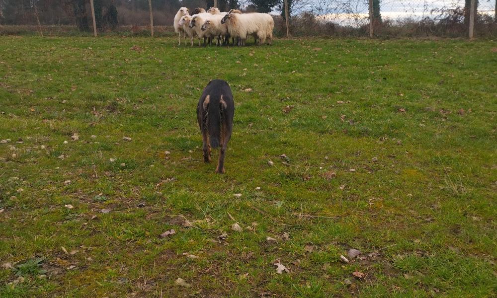 Chien ecopaturage