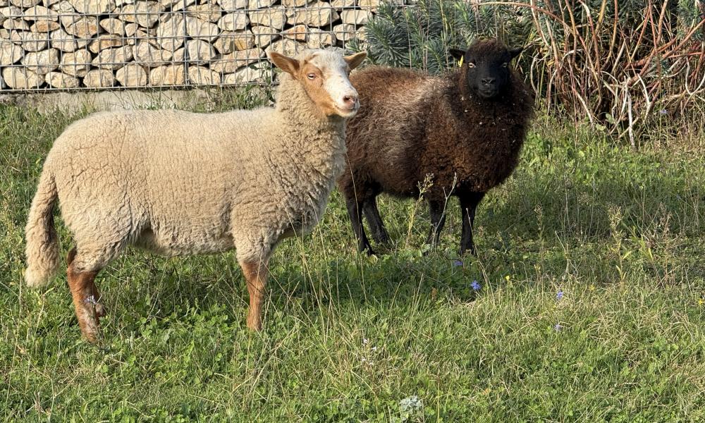 colas ecopaturage ecomouton