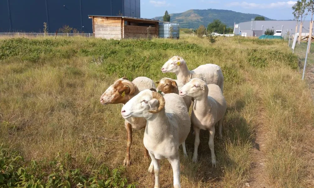 ecopaturage auchan