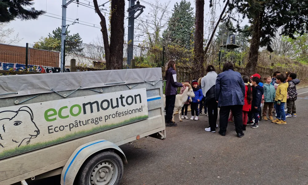 ecomouton-eco-paturage