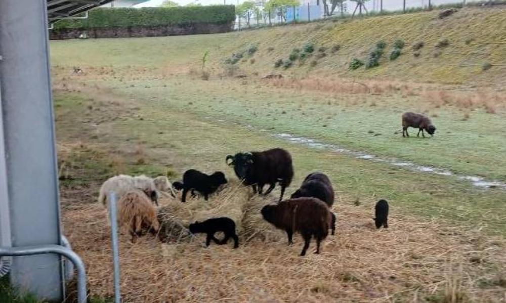 ecopaturage schneider ecomouton