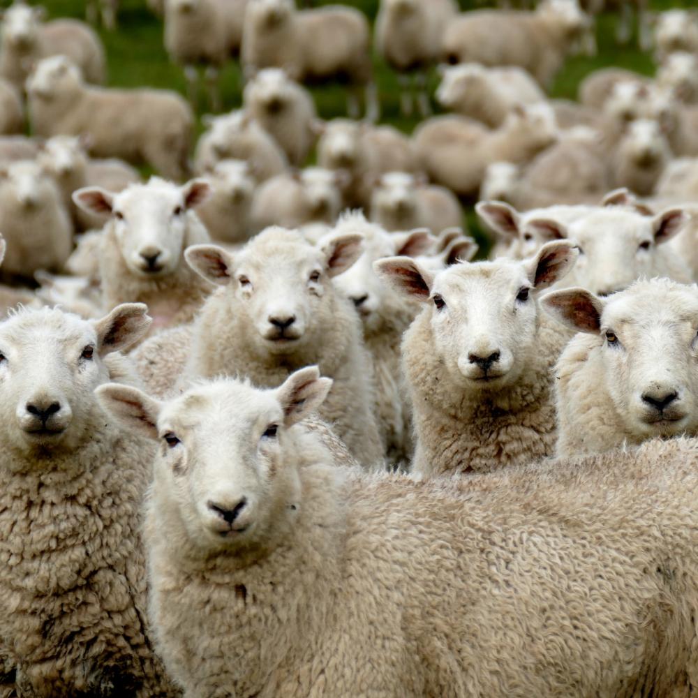 moutons-eco-paturage