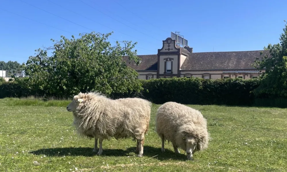 ecomouton ecopaturage pro RSE france