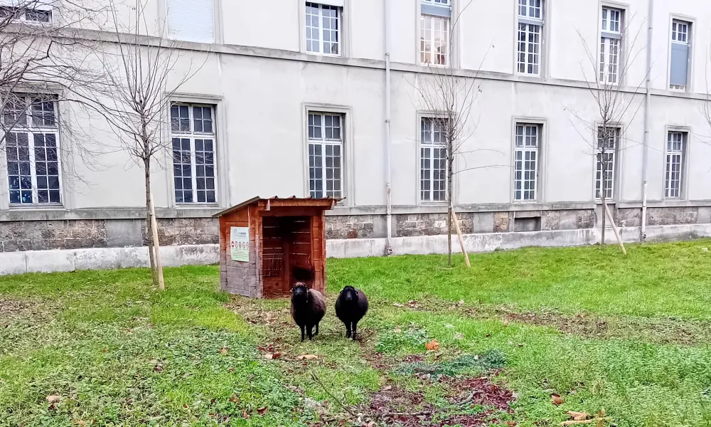 ecopaturage ecomouton