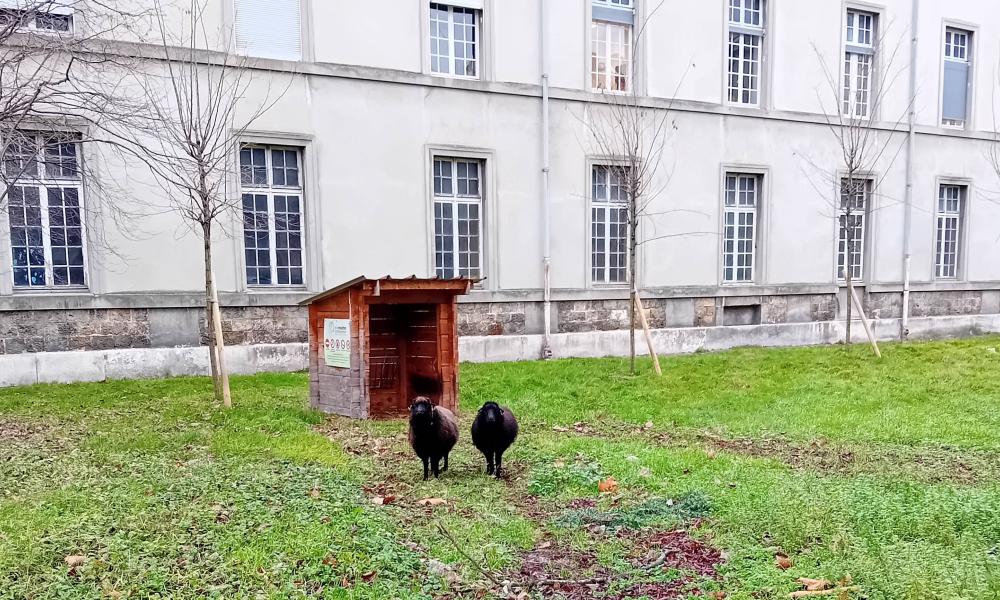 ecopaturage ecomouton