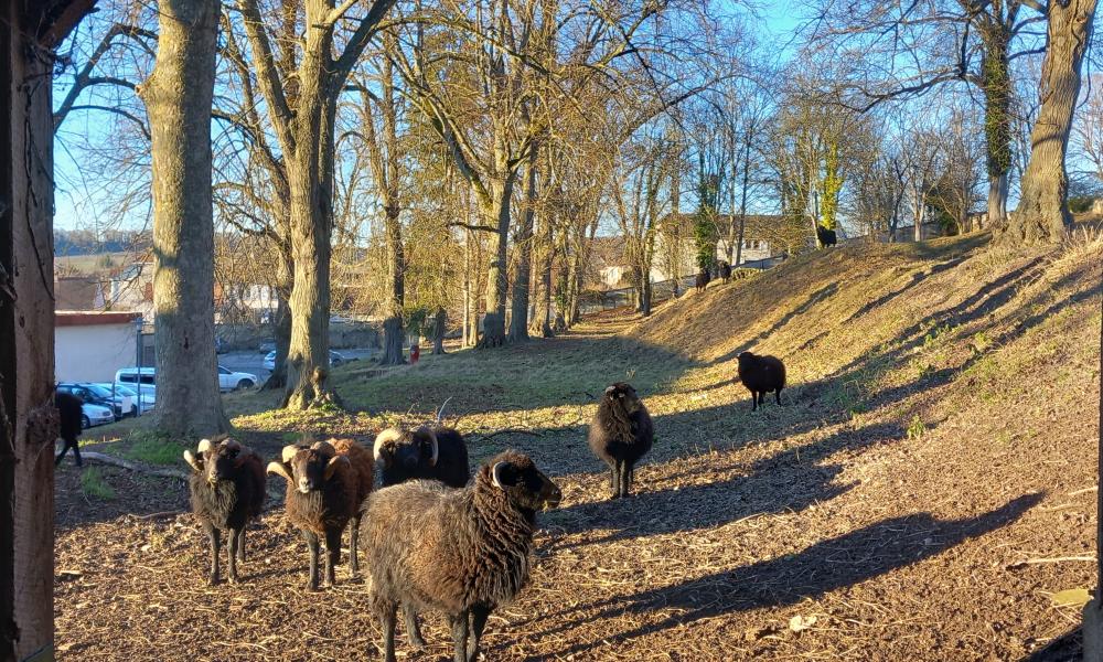 ecopaturage grand est
