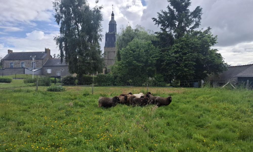 ecopaturage bretagne