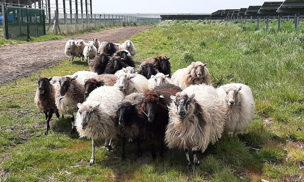 mouton landais
