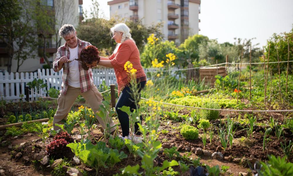 agriculture urbaine