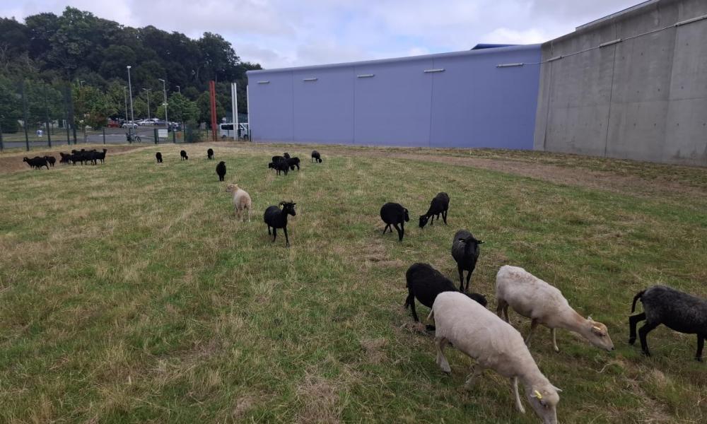 ecopaturage bretagne ecomouton