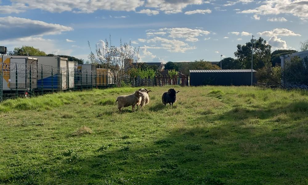ecopaturage toulouse