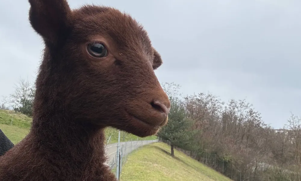 mouton solognot