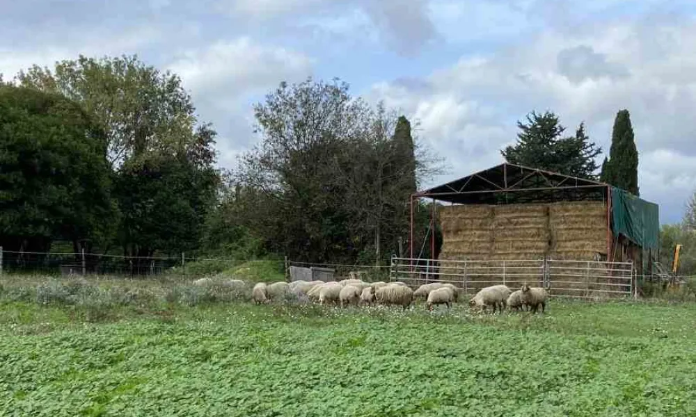 mandelieu mourerous