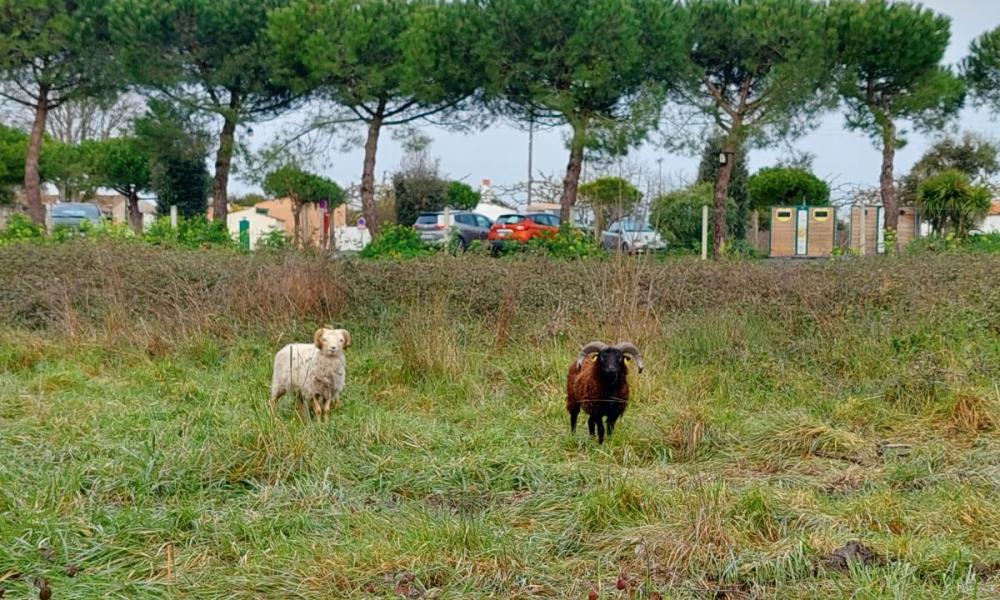 ile d'oleron ecopaturage