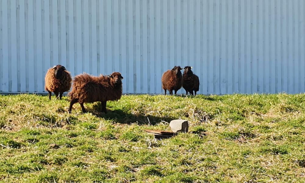 ecopaturage bourgogne