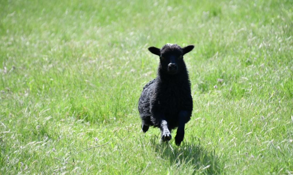 ouessant eco paturage