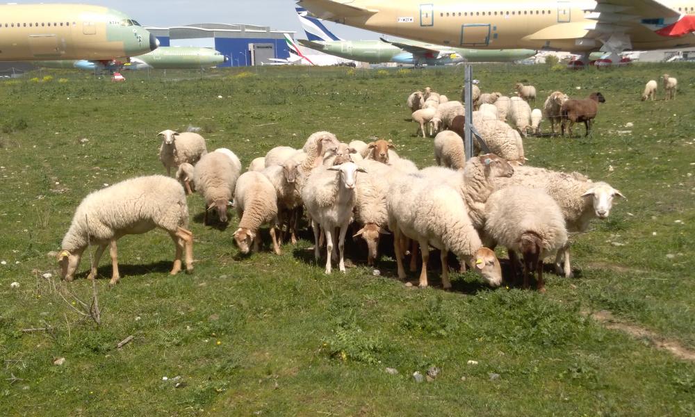 ecopaturage toulouse