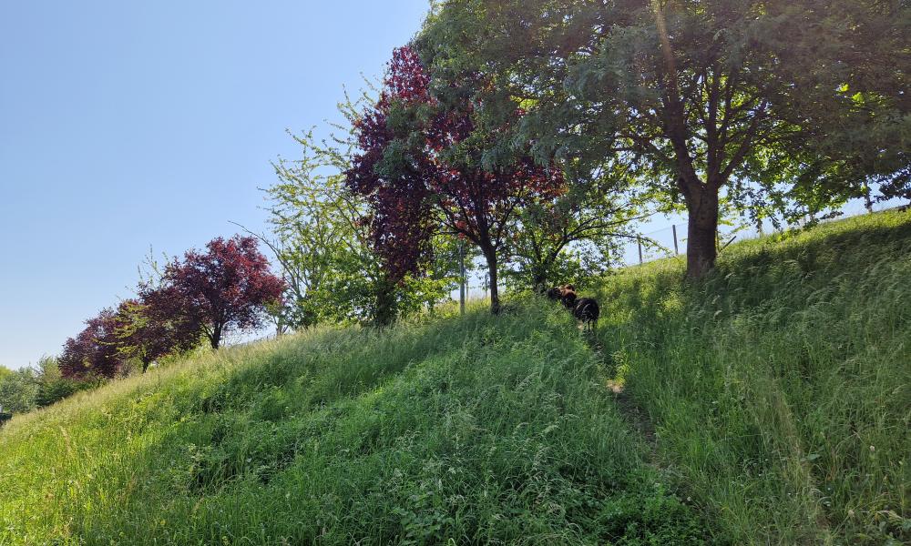 canicule-eco-paturage-mouton