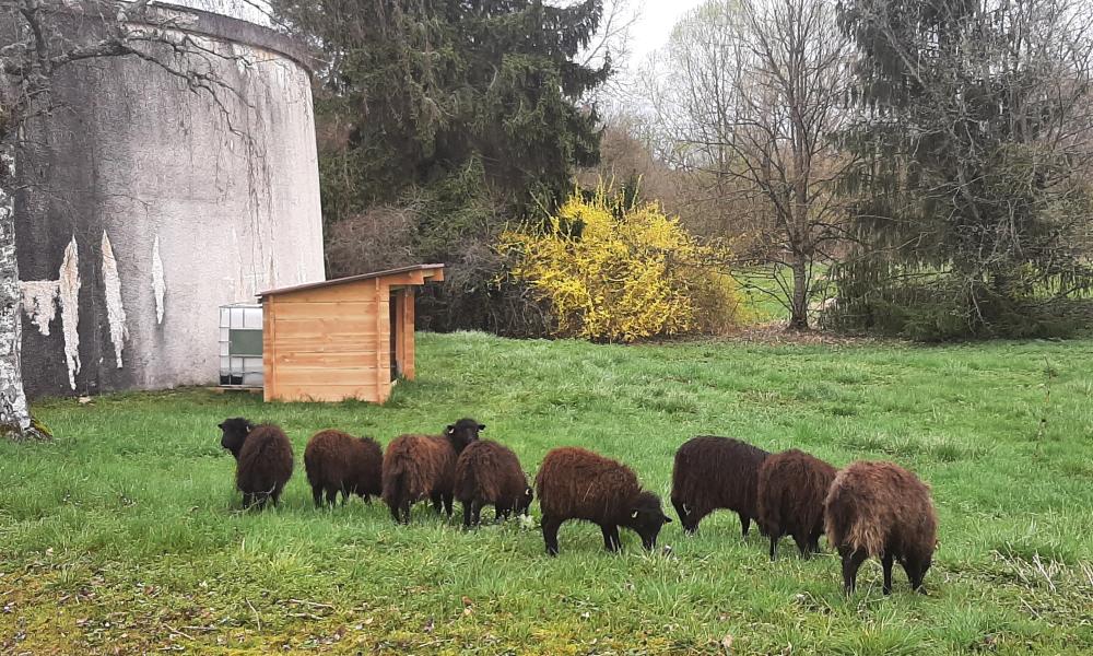 ecomouton ecopaturage