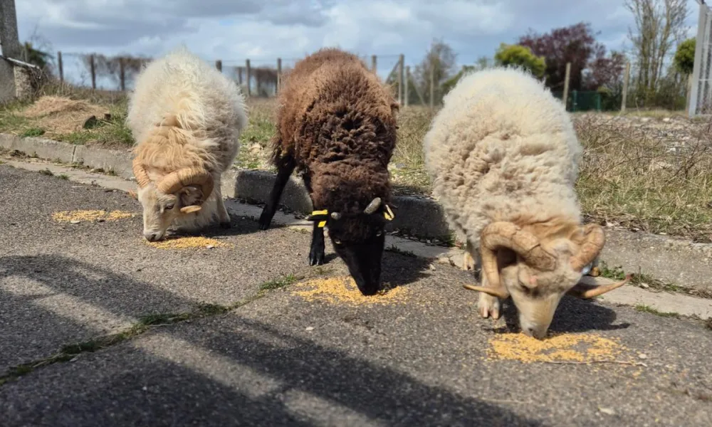 moutons