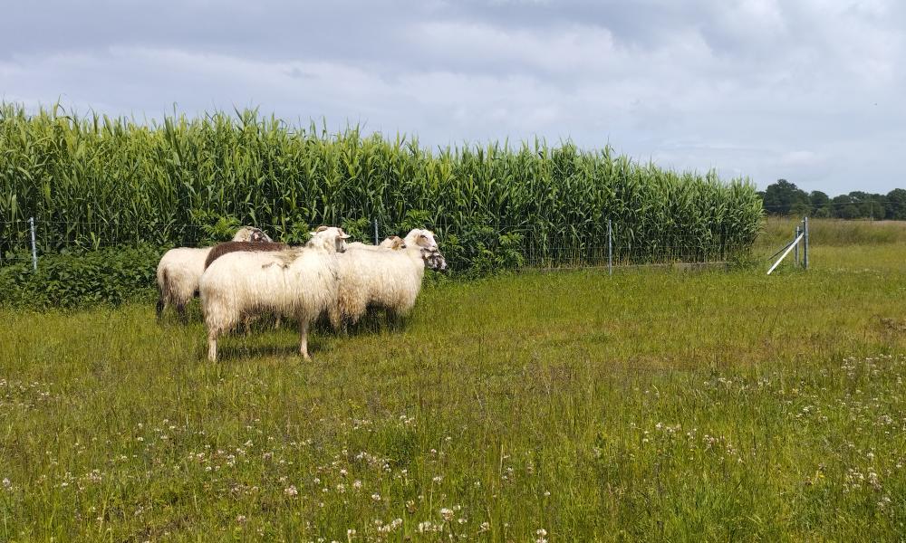 STEP mouton landais