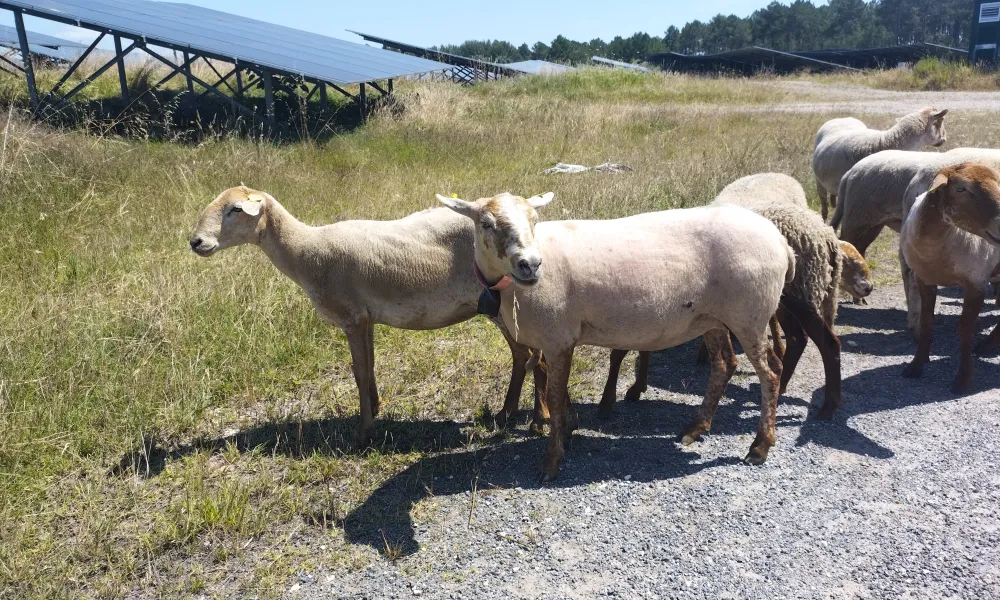Ecopaturage moutons