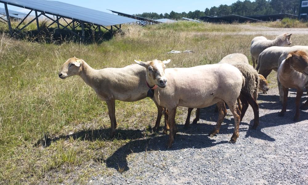 Ecopaturage moutons