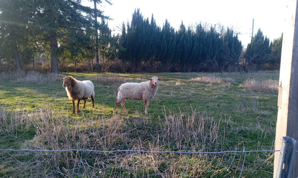 ecopaturage france