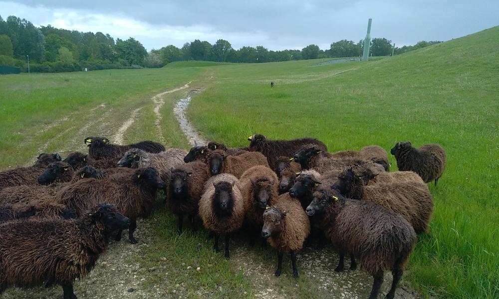 ecopaturage gironde