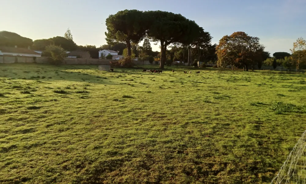 ecopaturage grand est