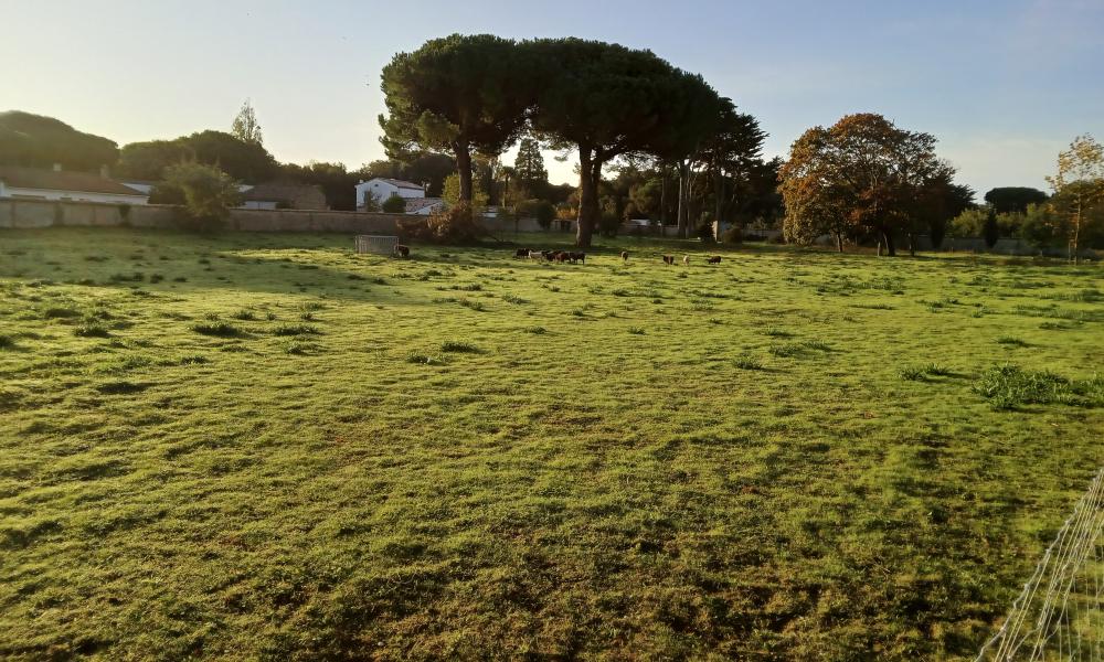 ecopaturage grand est