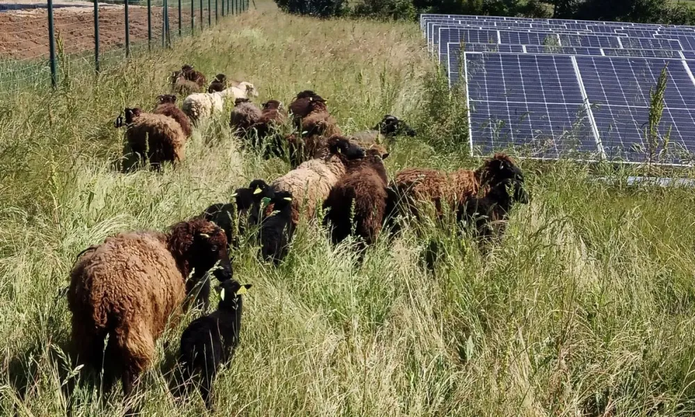 ecopaturage