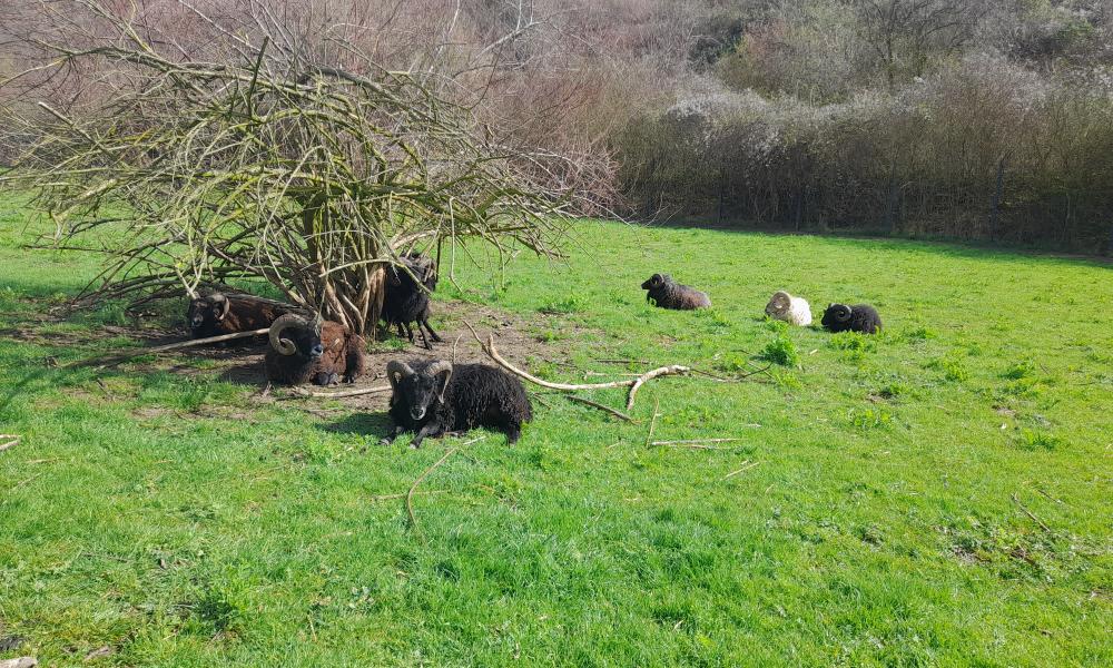 mouton médiation animale