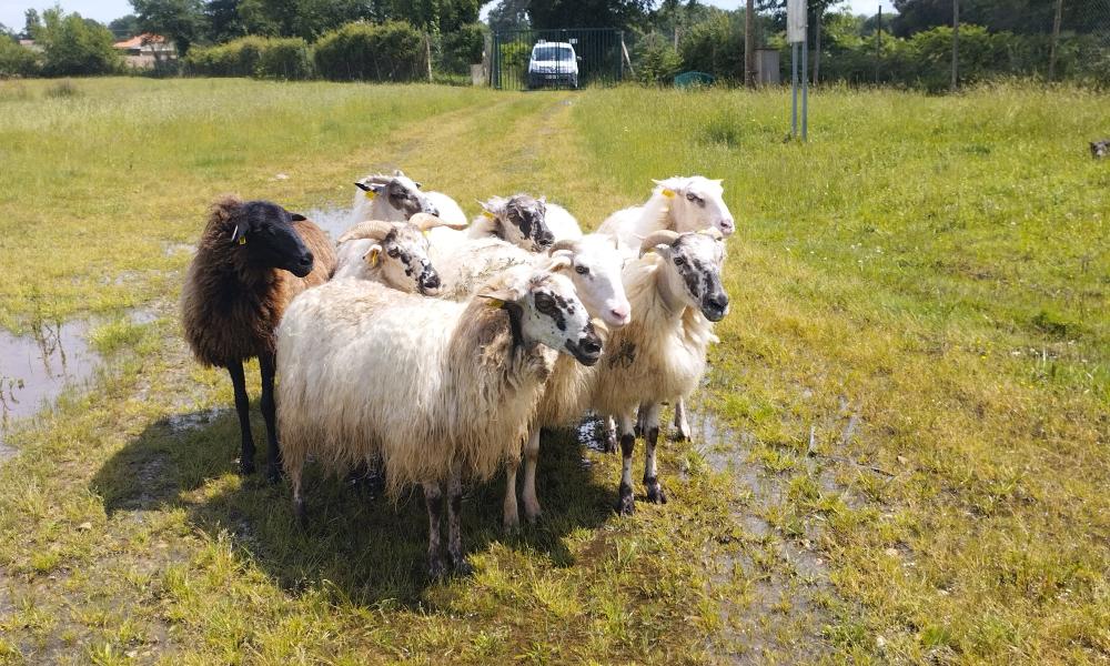 Transhumance moutons