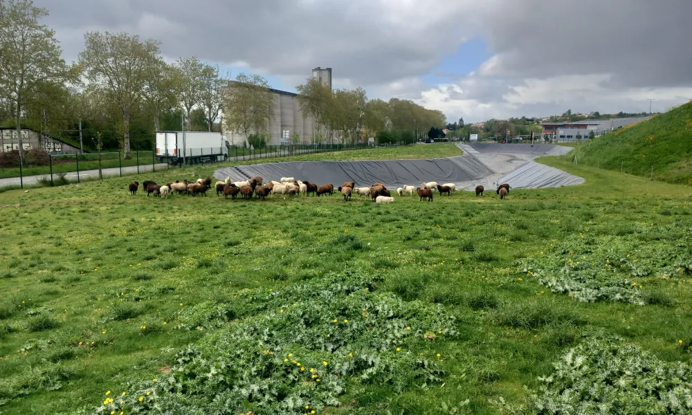 Lidl ecopaturage