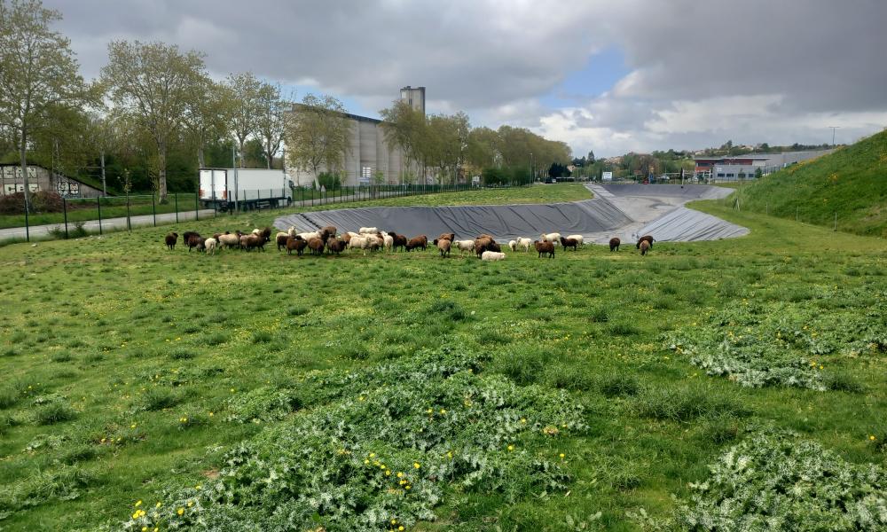 Lidl ecopaturage
