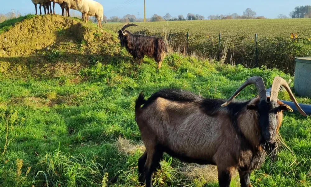 ecoaturage pays de la loire