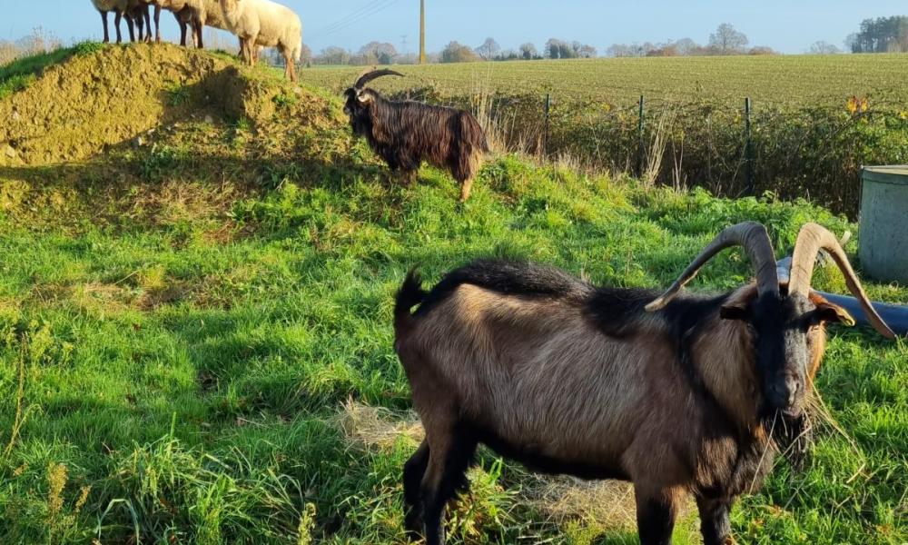 ecoaturage pays de la loire