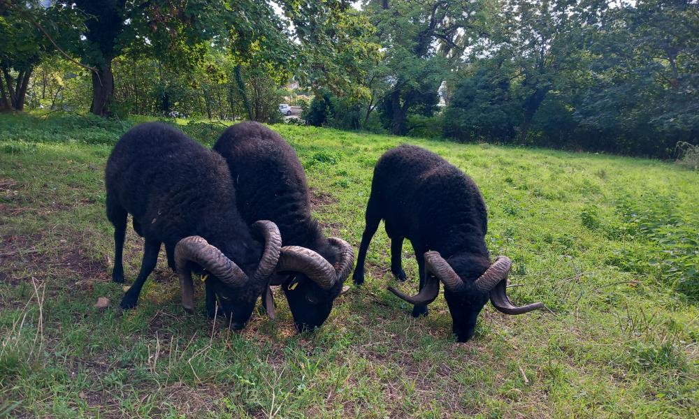 mouton ouessant